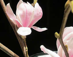 AURORA: Magnolia