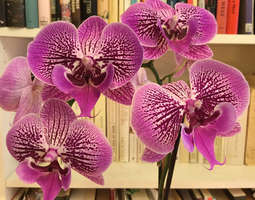 Kestävä orkidea
