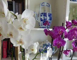 Orkideat otosalla