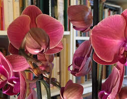 Orkideat talvella