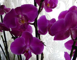 Tumma orkidea