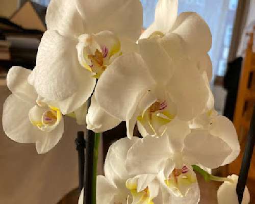 Valentine's Day 2020 orchid
