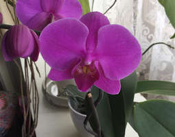 Vanha orkidea kukkii taas