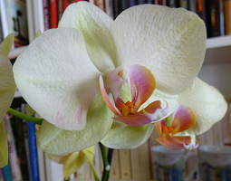 Orkidea on uskollinen kukkija