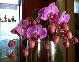 Orkidean kukinta