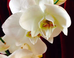 Valkoinen orkidea syksy 2016