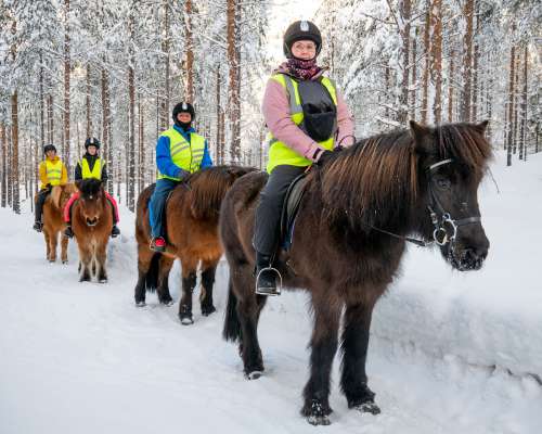 Kainuun Vaellustalli: Icelandic horses are in...