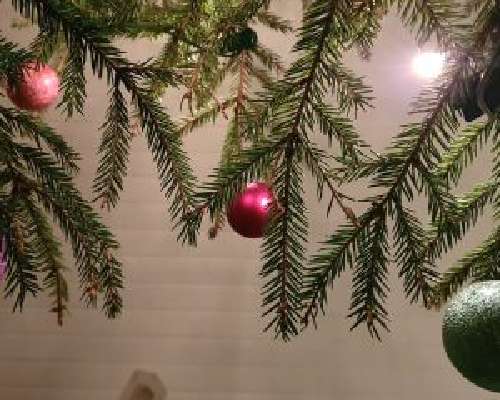 Oksalan joulupuuhat
