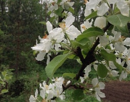 Omenapuut kukkivat