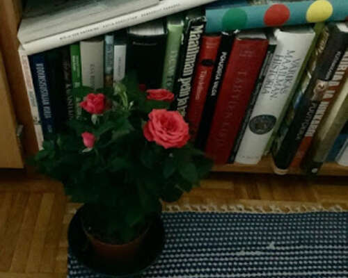 Kirja, ruusu ja Georgios