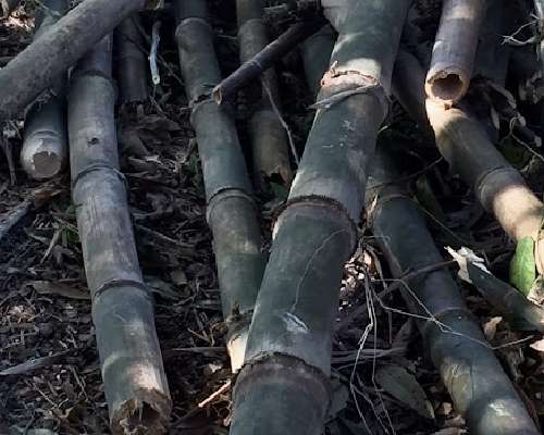 Pihan bambu