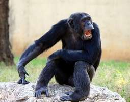 Some-raivon takana sisäinen simpanssimme