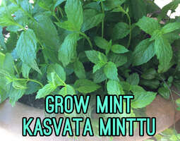 A gardening tip: grow a mint from a branch / ...
