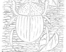 A scarab (a coloring page) / Pillerinpyörittä...