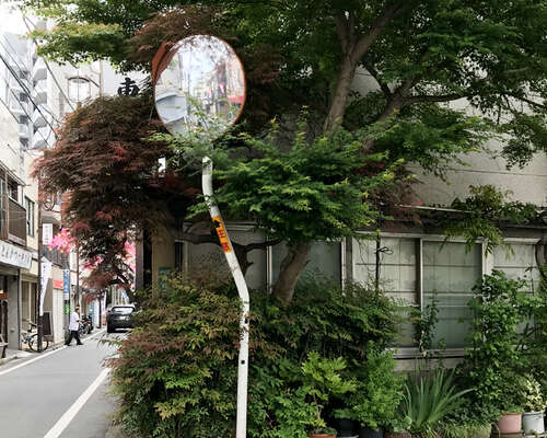 JAPANI 2019 osa 27: Tokio ruukkupuutarhoja