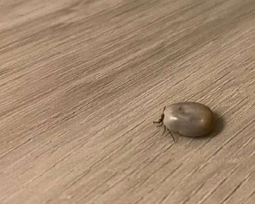 All you need to know about ticks in Finland