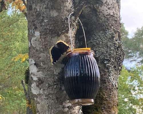 DIY butterfly feeder and other ways to attrac...