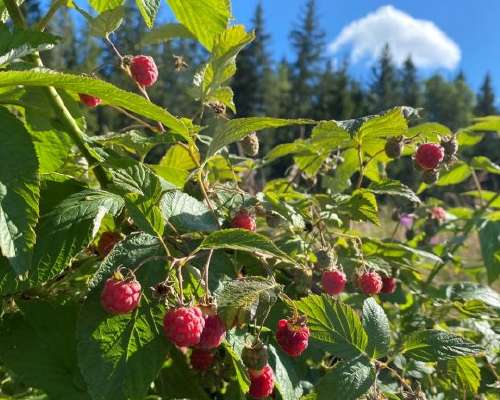 Food from the nature – yummy wild raspberries
