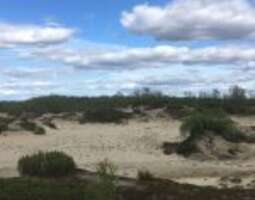Hietatievat sand dunes in Enontekiö