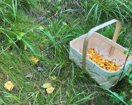 How to dress and what you need for foraging b...