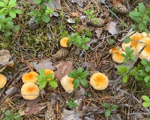 How to tell chanterelle and false chanterelle...