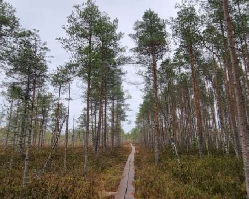 Jokikylä nature path at Evijärvi showcases th...