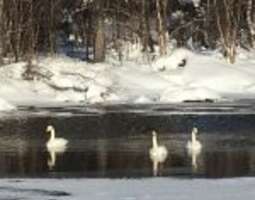 Kutuniva in Muonio is the place to spot swans...