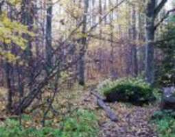 Leafy-green Ekudden nature trail in Porvoo