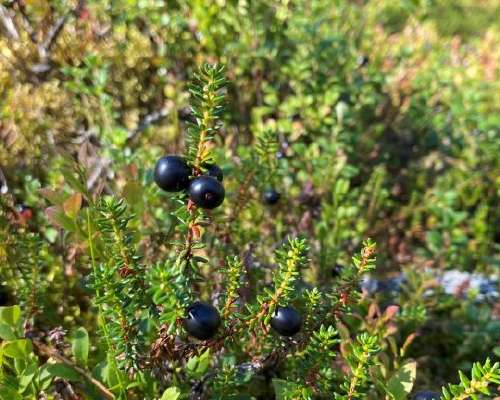 Overlooked crowberry is actually spectacular ...