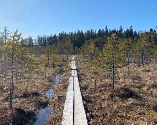 Protected marsh Heinisuo in Hämeenlinna