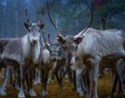 Reindeer herders gathering in Vasakaira, Soda...