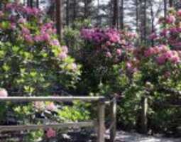 Rhododendron park is a hidden haven in Helsinki