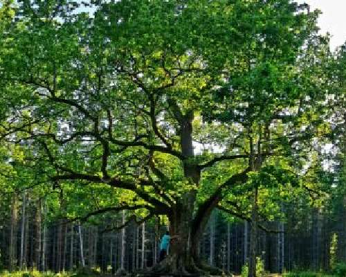 The magnificent Paavolan tammi oak is the mos...