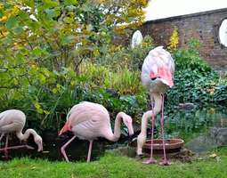 Iltapäiväteetä ja flamingoja Lontoossa
