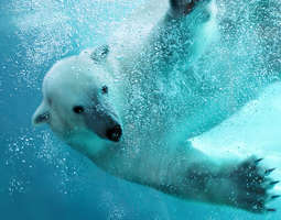 Jäämereltä jääkarhun syliin