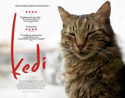 Kedi / The Cats of Istanbul – Kissa