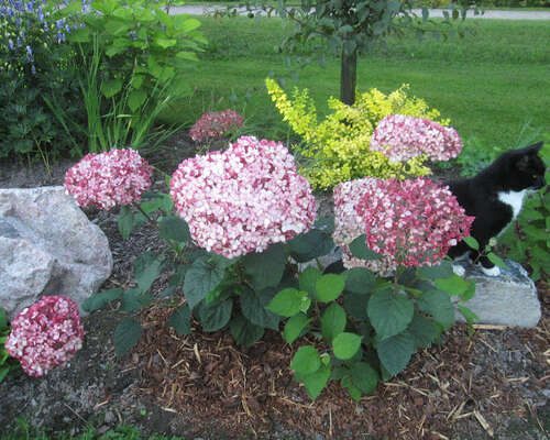 Pink Annabelle ja muita puutarhan kasveja