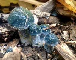 Sunnuntai ja siniset sienet