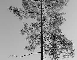 Mustaa ja valkoista; puu - Blanco y negro; árbol