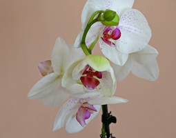 Vanha orkidea