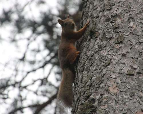 Iloinen keveys laskeutuu oravan merkeissä voi...