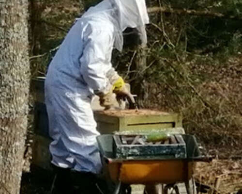 Mehiläisiä tutkimassa