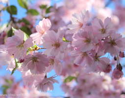 Kirsikankukkien aikaan