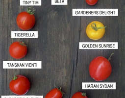 Arvaatko, montako tomaattilajiketta löytyy ha...