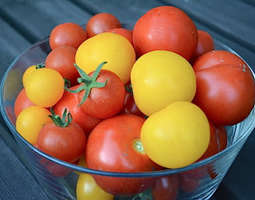 Joka vuosi joku uusi tomaattilajike plus arvo...