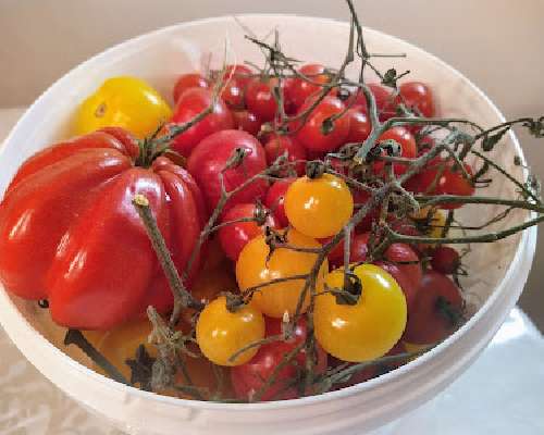 Kävin tomaattien sadonkorjuussa...