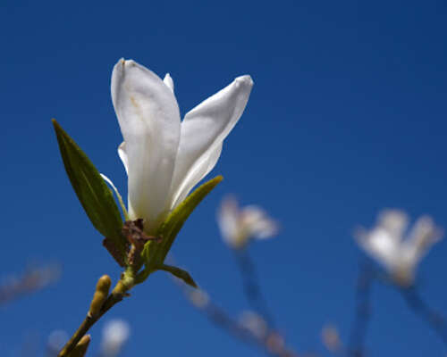 Tuplasti magnolioita