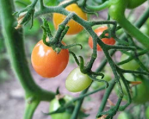 Vihdoin: väriä näkyvissä tomaateissa