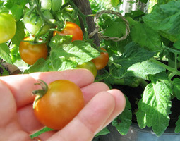Itse kasvatettua tomaattia ei voita mikään
