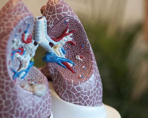 Kuinka keuhkojen tilavuus mitataan kotikonstein
